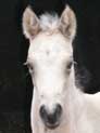 Quarter Horse Stutfohlen Absetzer 2006