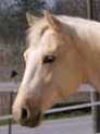 Quarter Horse Hengstfohlen Powers High Noon